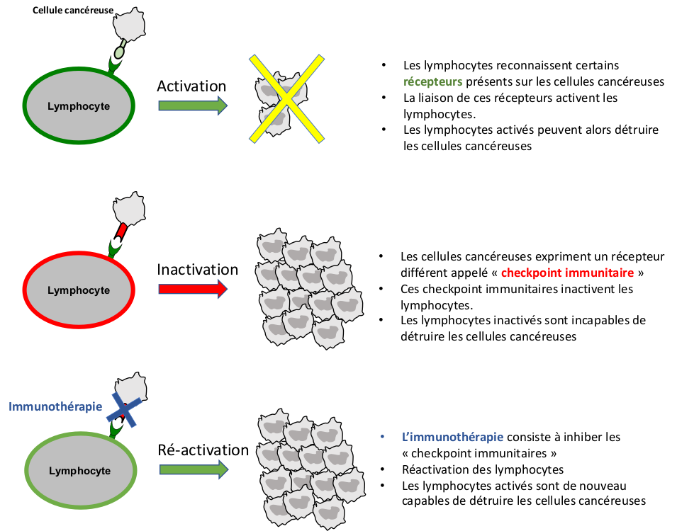 Cancer Du Rein | Institut Roi Albert II